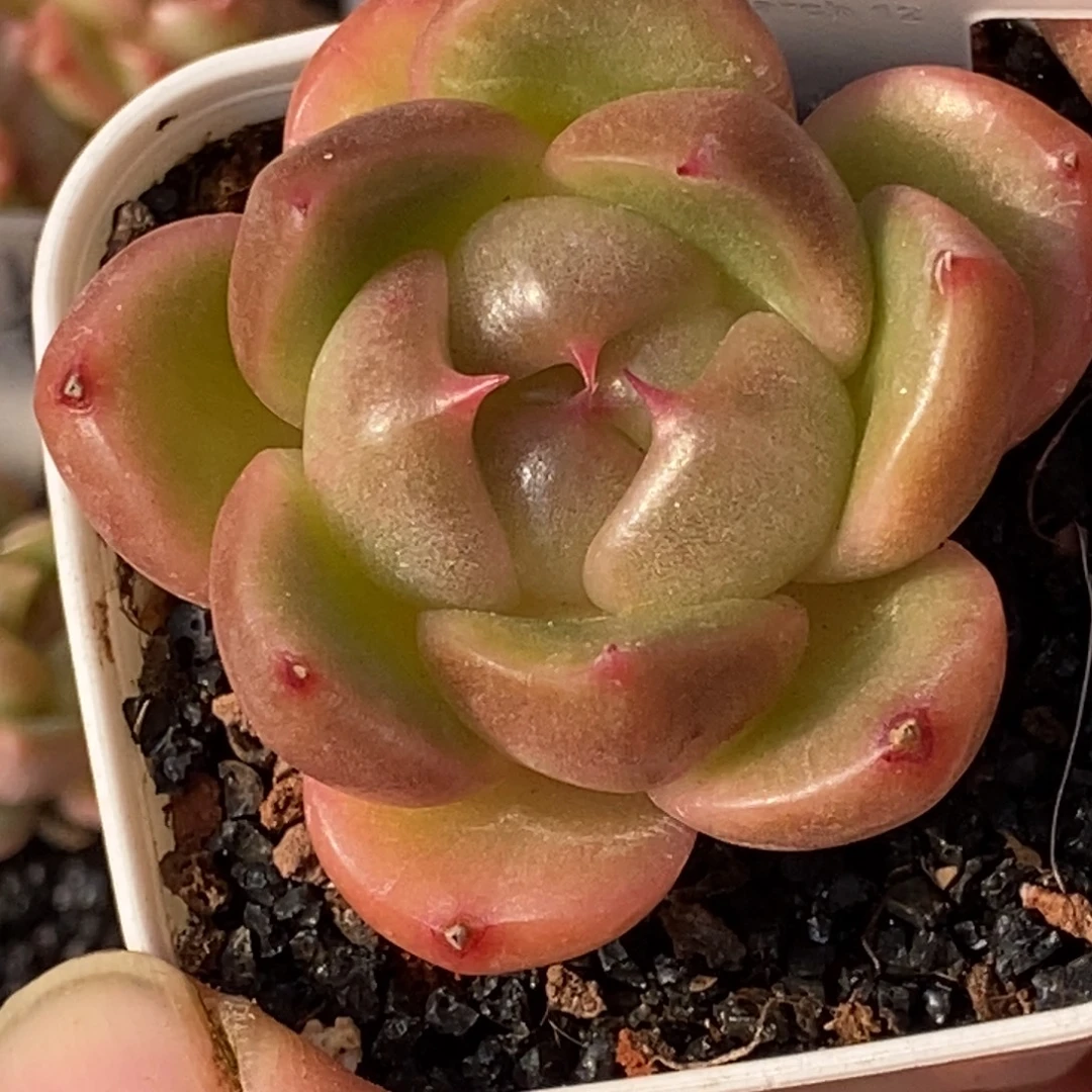 天官赐福百无禁忌