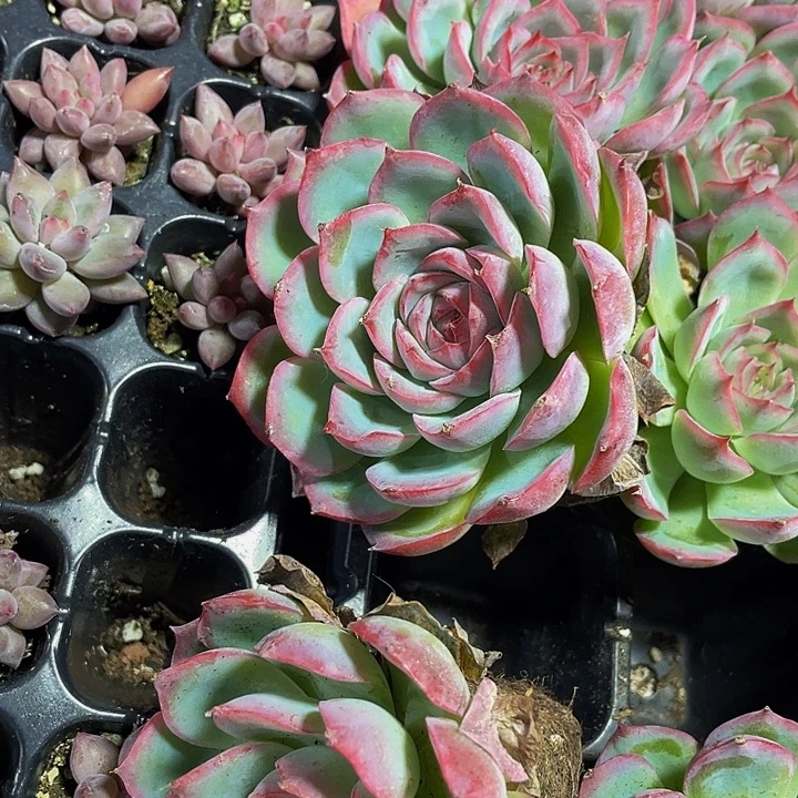 水晶玫瑰1.8带土发货