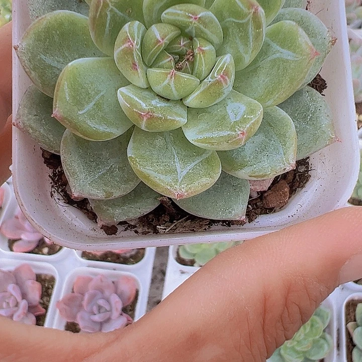 65盆雪花珍妮19包邮
