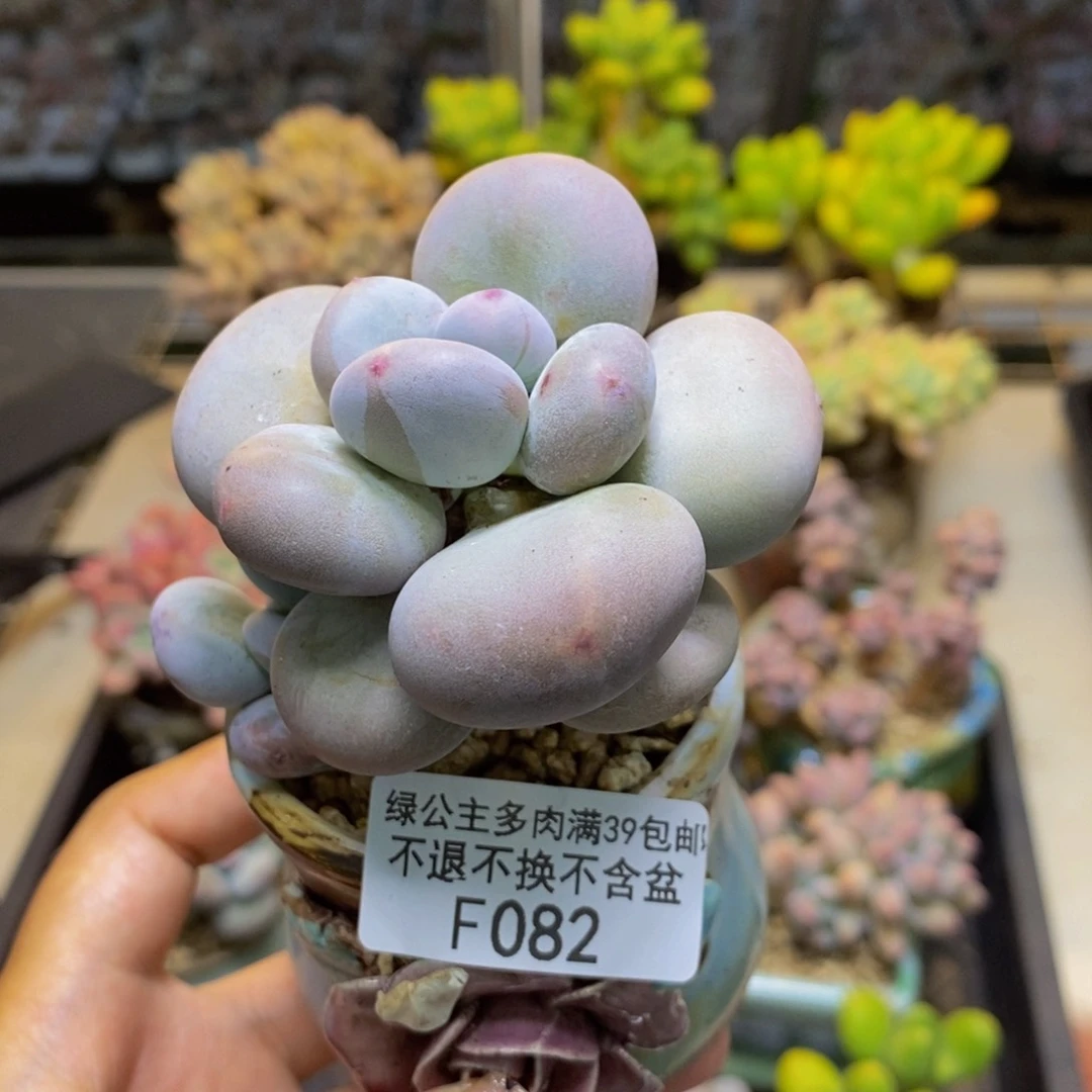 082大叶奶多肉6c m