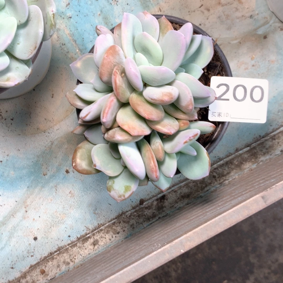 # 200不拍冷链不售后