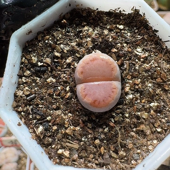 劳****?生石花233:：。 217