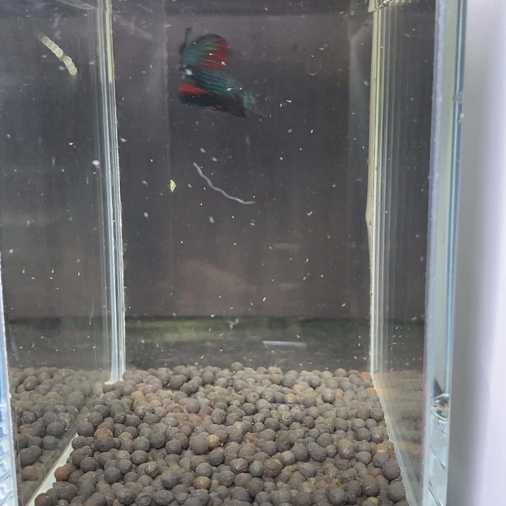 海水鱼泰国斗鱼561号