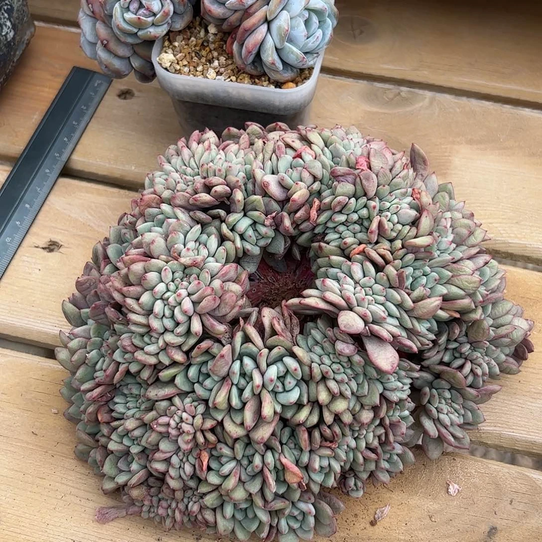 鼓手专拍爱丽儿（有瑕疵已沟通）