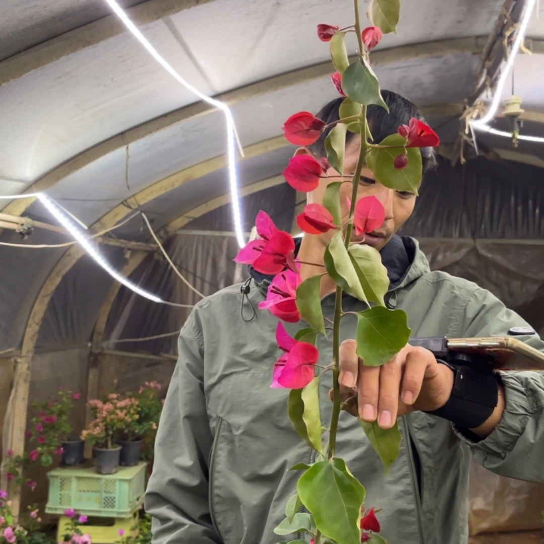 全部花苞（血红）三角梅会落花落叶会光杆苗有大有小