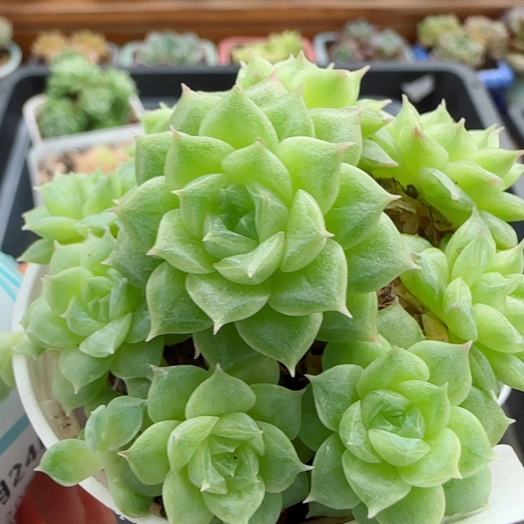 花语逸镜0824-89整