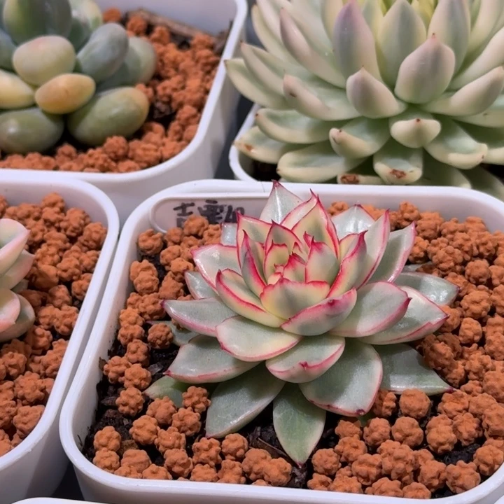 吉赛尔锦多肉植物一物一拍