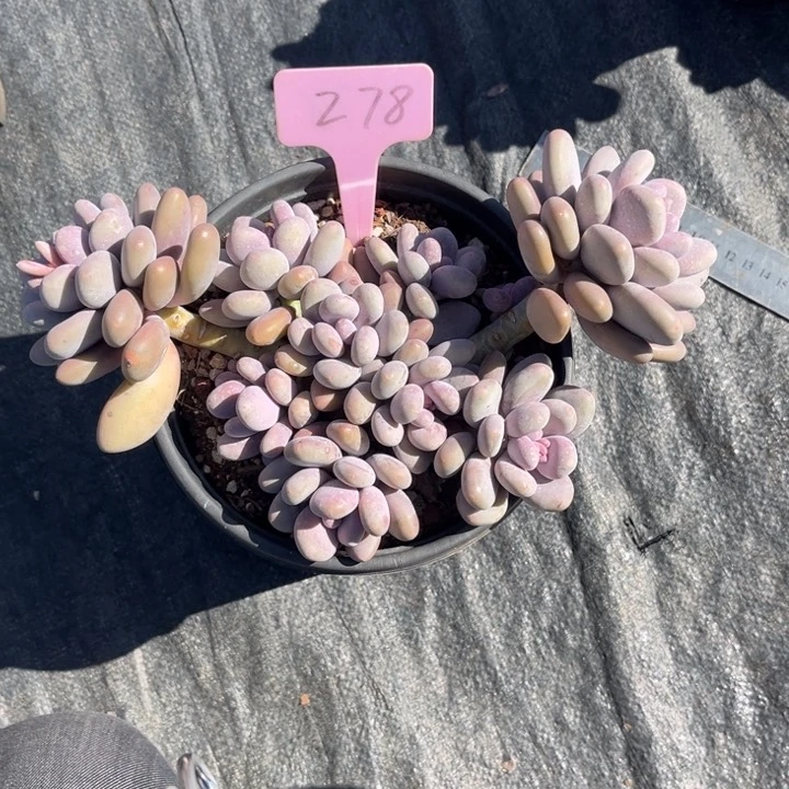 大叶奶多肉植物278