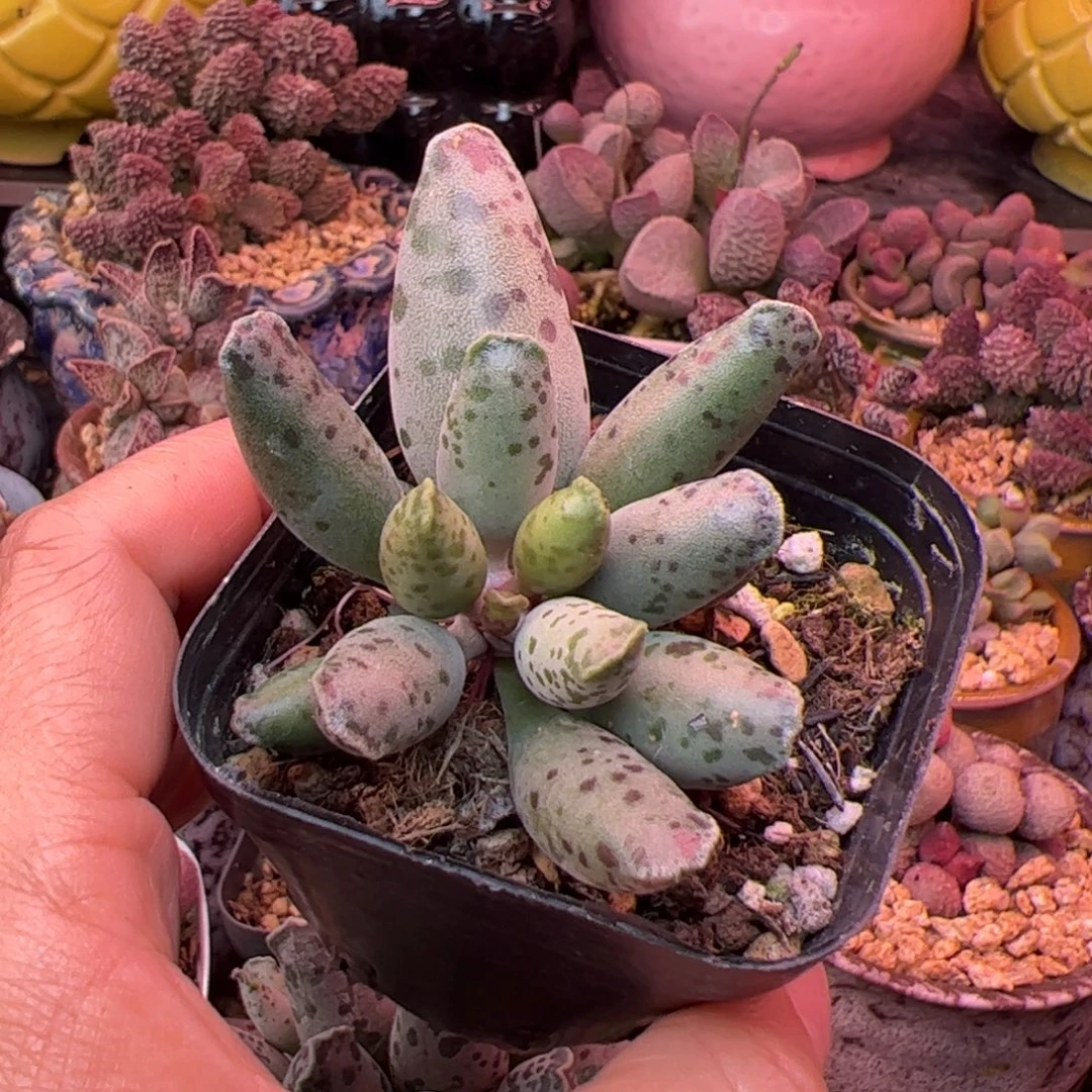 安***°海豹。种陶瓷盆。