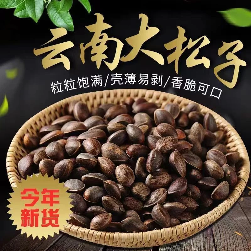 2025年云南新鲜生松子纯天然原味松子新货大颗粒薄壳散装批发坚果