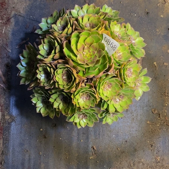 桃花石多肉断头不包0868