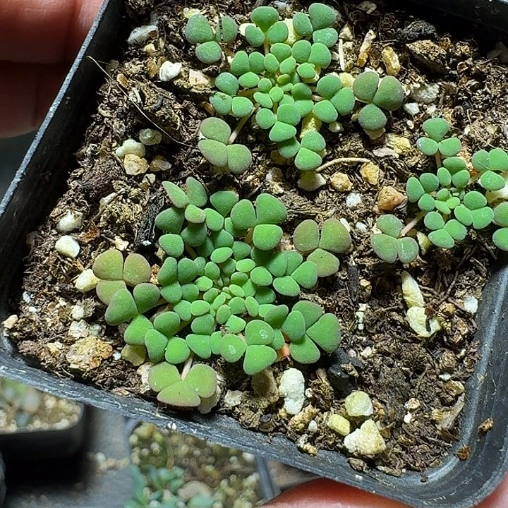 862美花肉酢带盆发货3颗一份