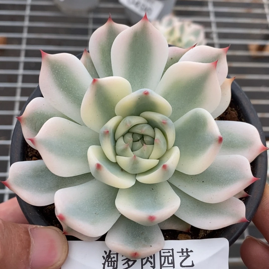 吉娃娃锦多肉植物0497