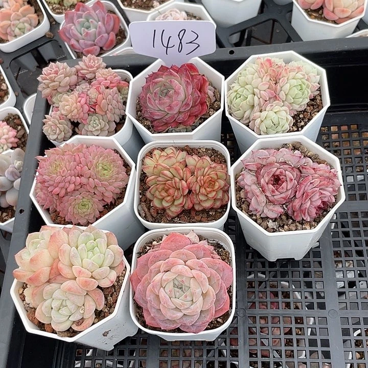 薇薇安园艺多肉1483
