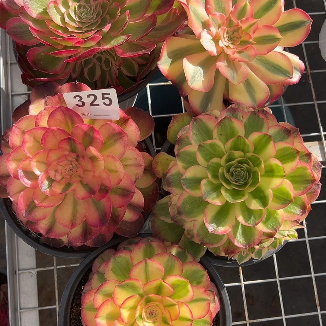 精品多肉植物325组合