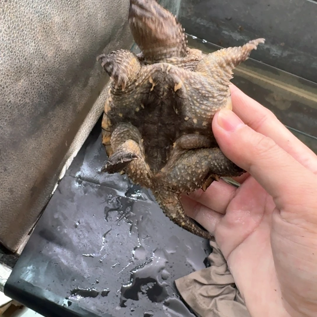 小鳄龟不分公母444