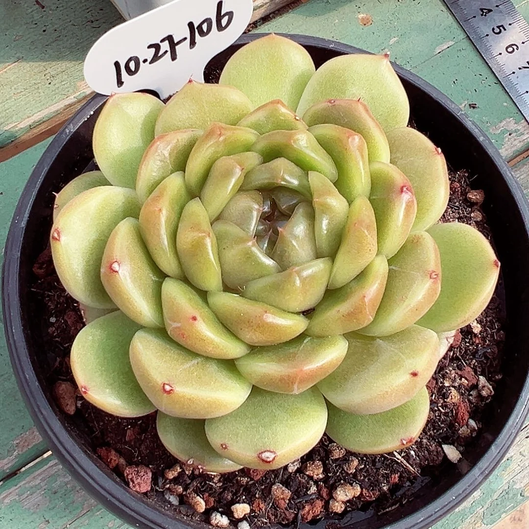 1027-106特殊蓝水鬼