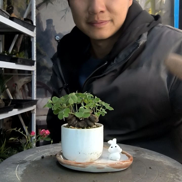 ?***故小盆景小植物一物一拍117