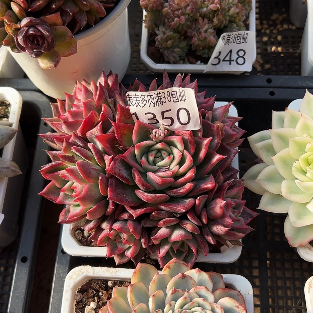 多肉一物一拍植物1350