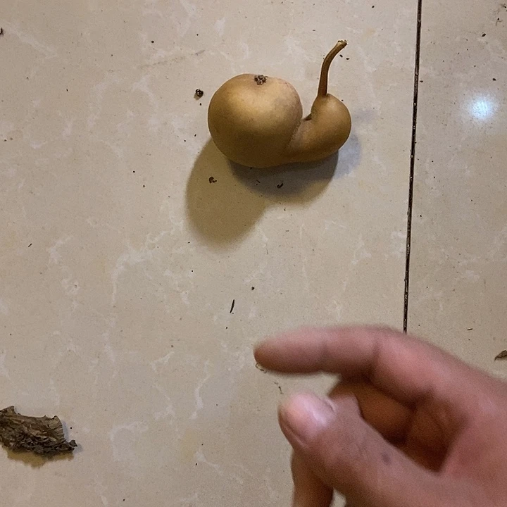 葫***生青皮葫芦手把件摆件