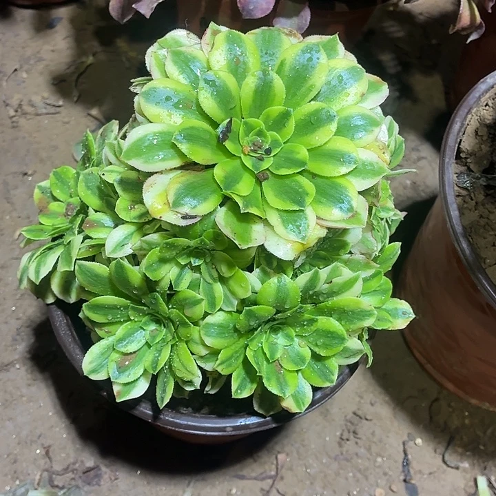 金丝翡翠一颗脱土10