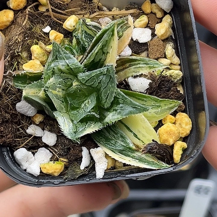 87实生寿锦头家多肉十二卷