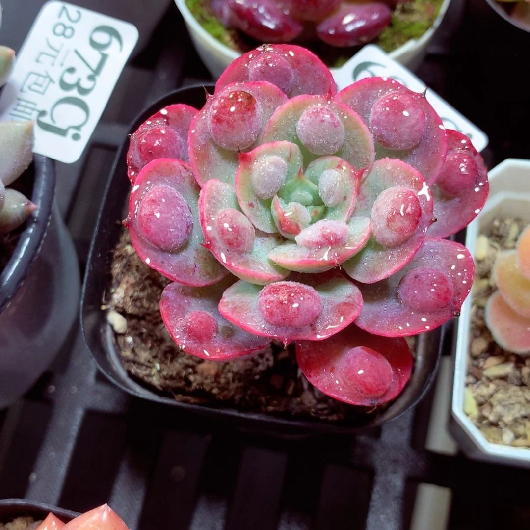 5厘米盆精控多肉680