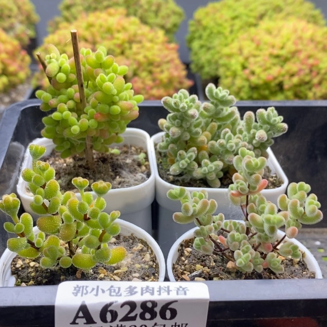 福利套餐组合6286