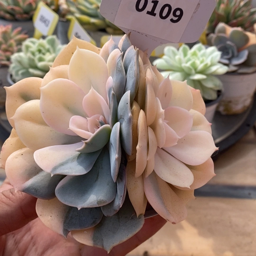 0109双子座哈哈哈哈