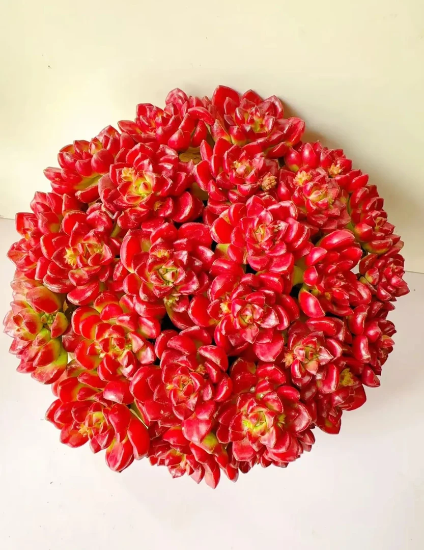 鸡血玫瑰爱马仕红色大盆多肉植物可爱懒人新手入门好养盆栽带土