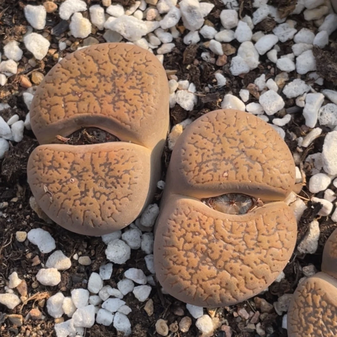 非偏远满20包邮328