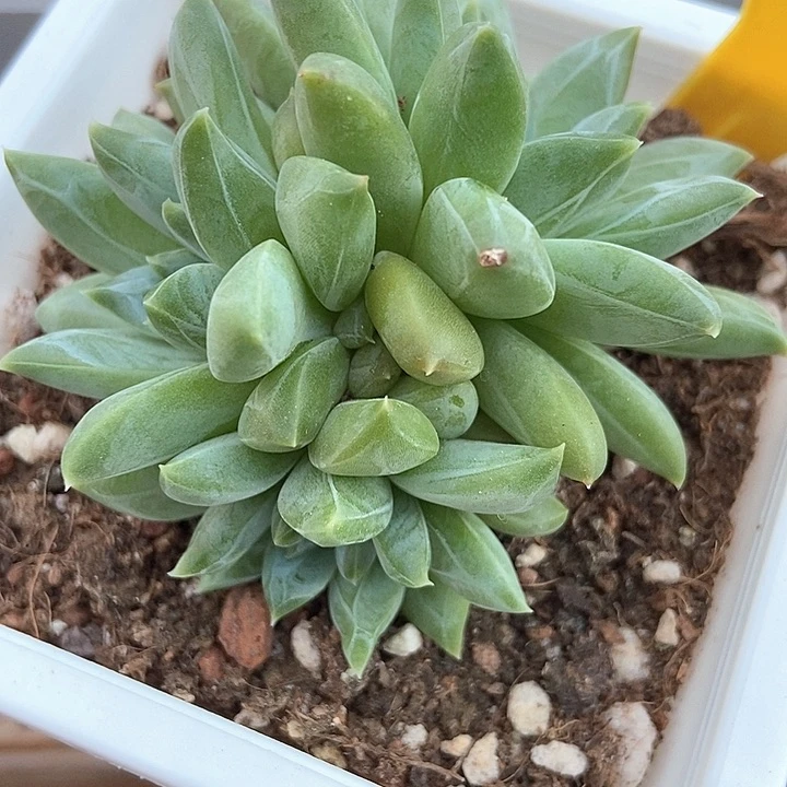 多肉植物慕思美人群556