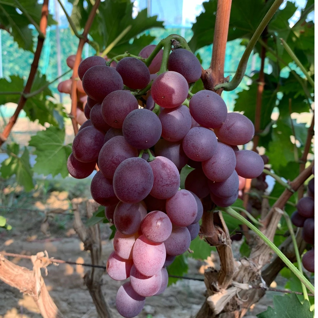 正宗玫瑰香葡萄香甜新鲜现摘现发净重4/3斤顺丰包邮山东烟台水果