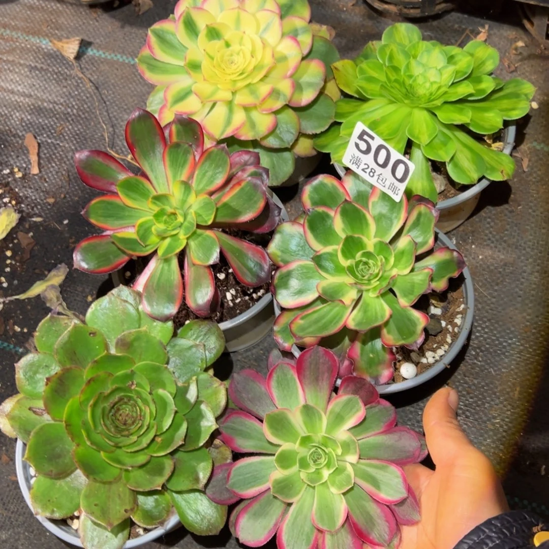多肉植物500六颗单头的