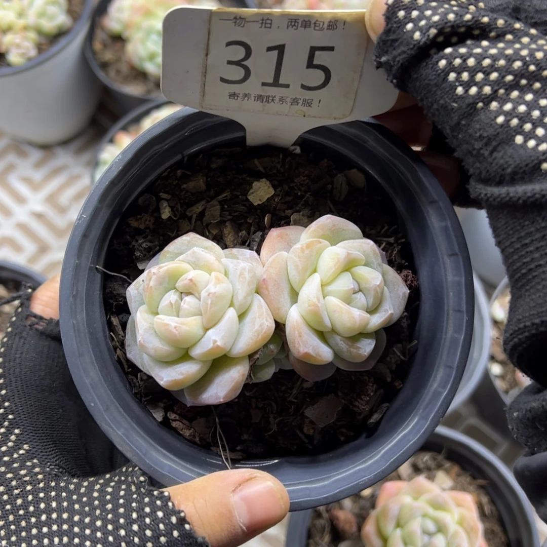 红陶315号多肉植物