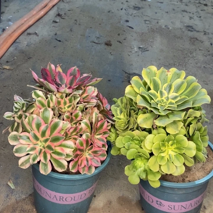 两颗多肉植物22。