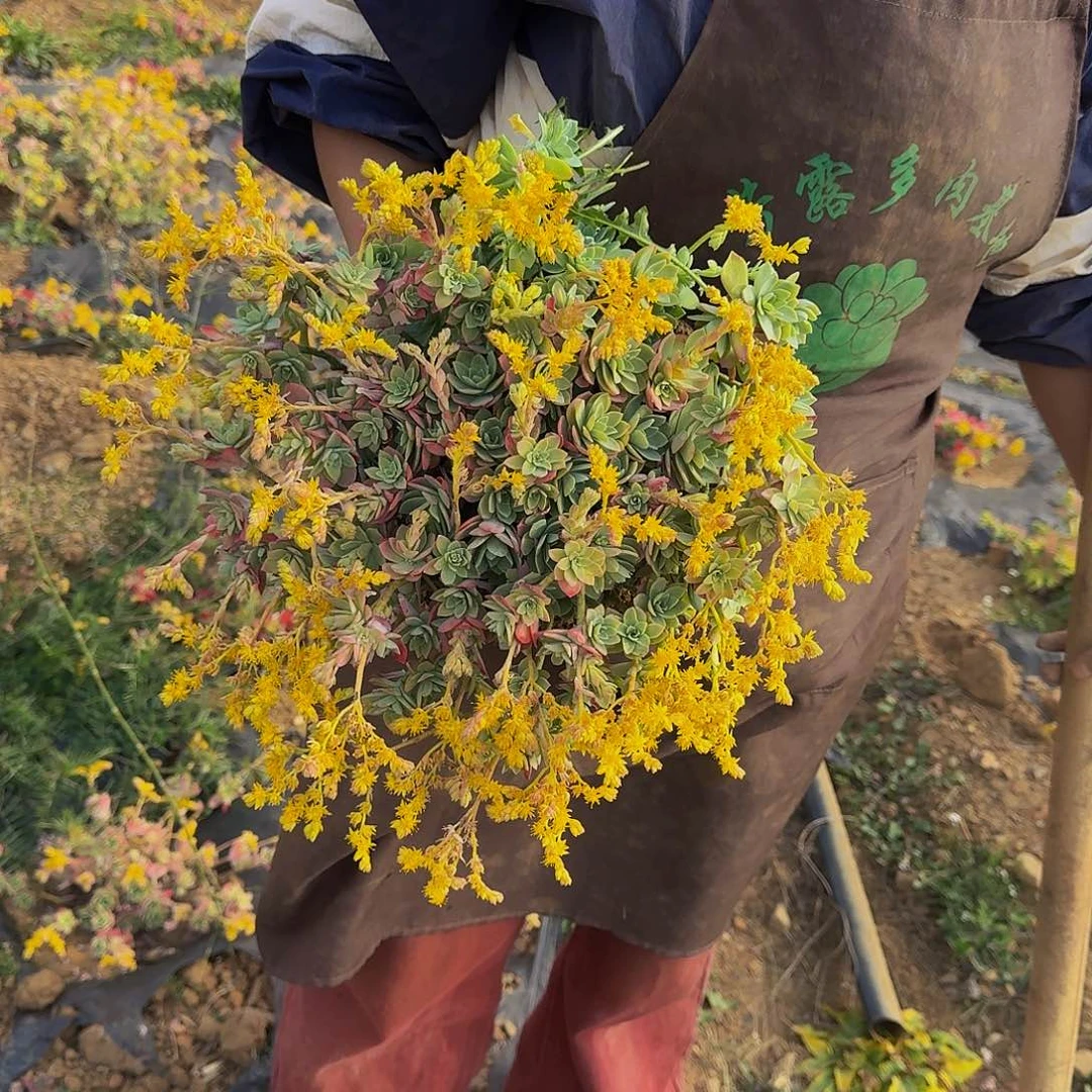 薄化妆 一颗 不包损