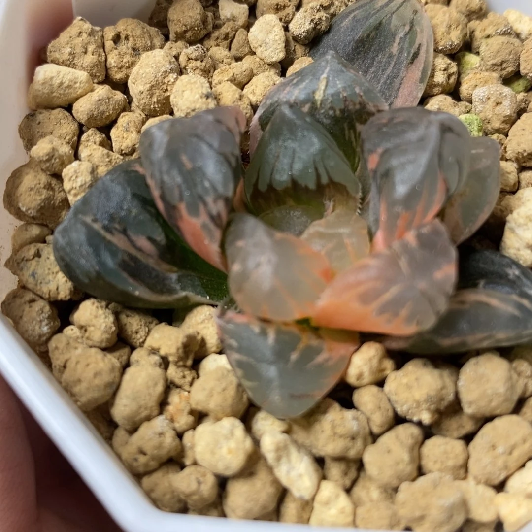 416黑水晶玉露锦一物一拍
