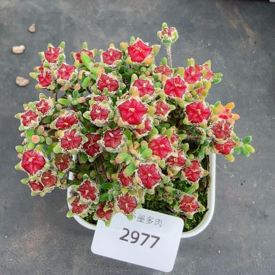红宝石，2977多肉植物