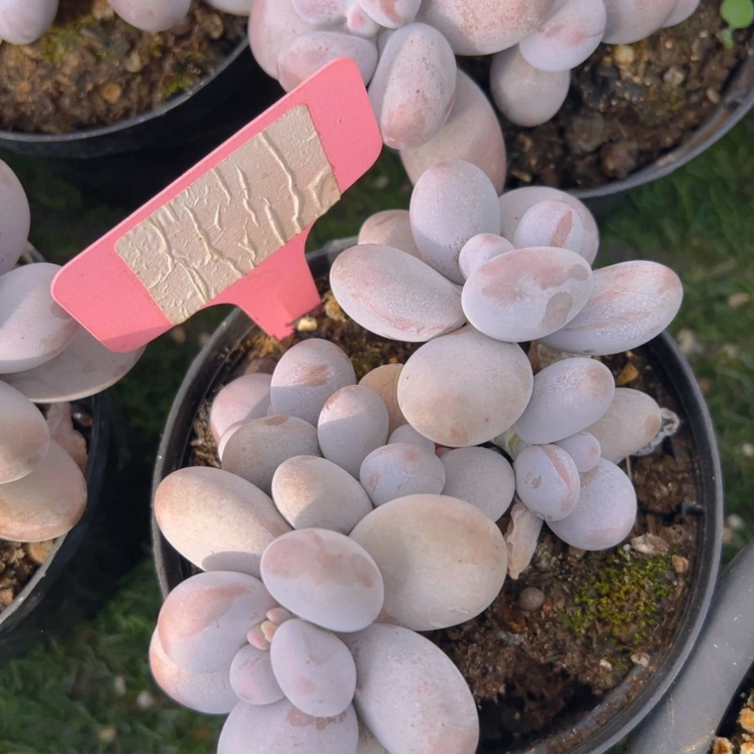 福利来了来了来了来啦来