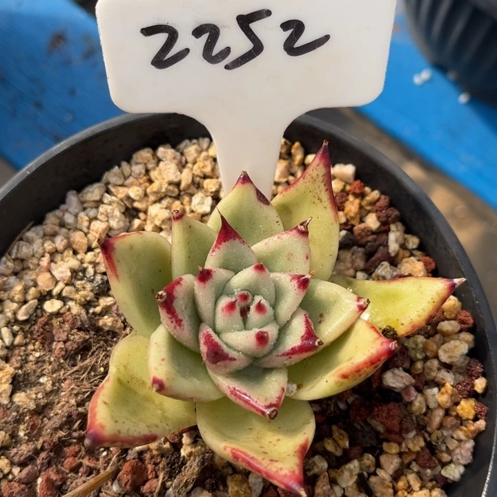 2252多肉8888898000