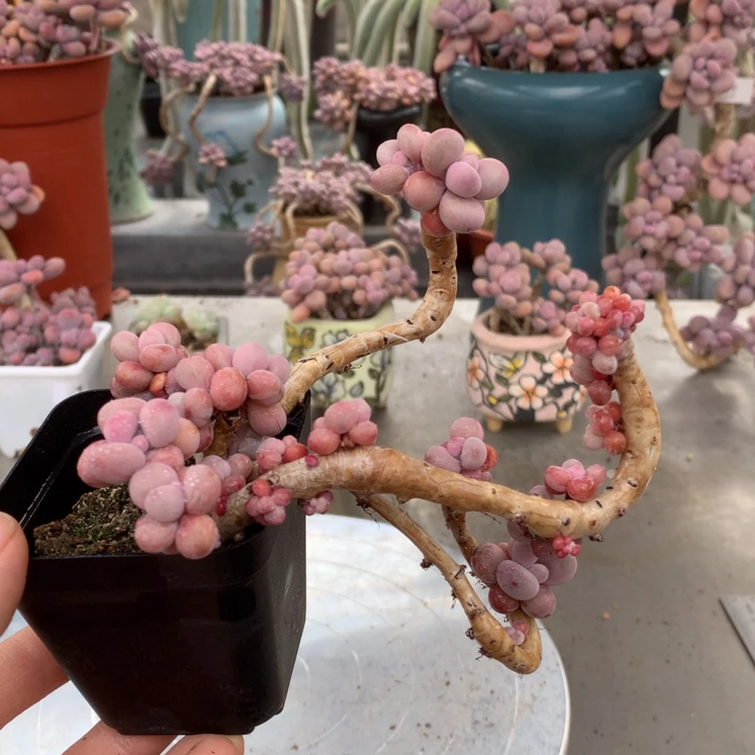 桃蛋老桩不带盆5号