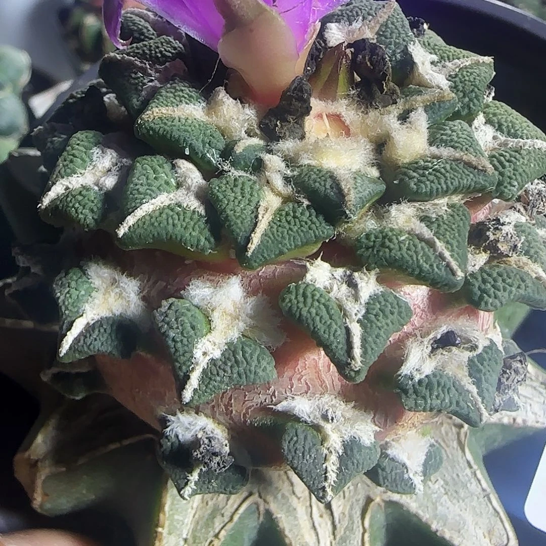 黑牡丹289仙人球开花