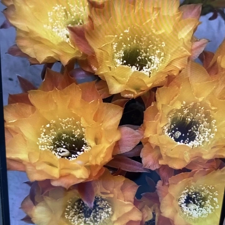 香香20号6.5-7公分左右