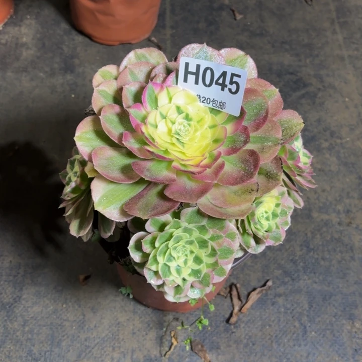 瑞妈，，。。。045绿体