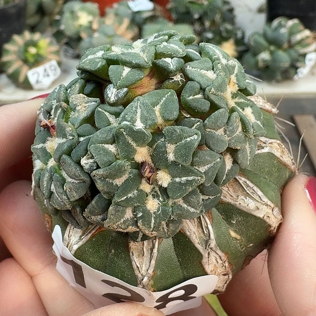 无花朵红花馒头姬牡丹128