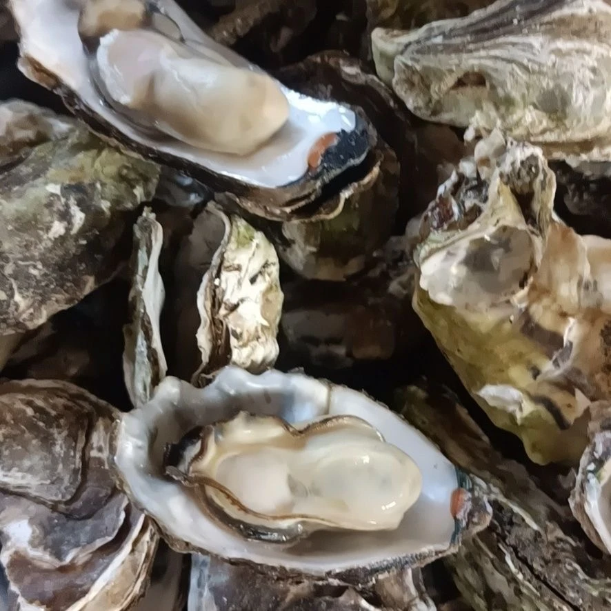 日照本地生蚝鲜活牡蛎海鲜水产新鲜海蛎子5斤【包鲜包肥不包活】