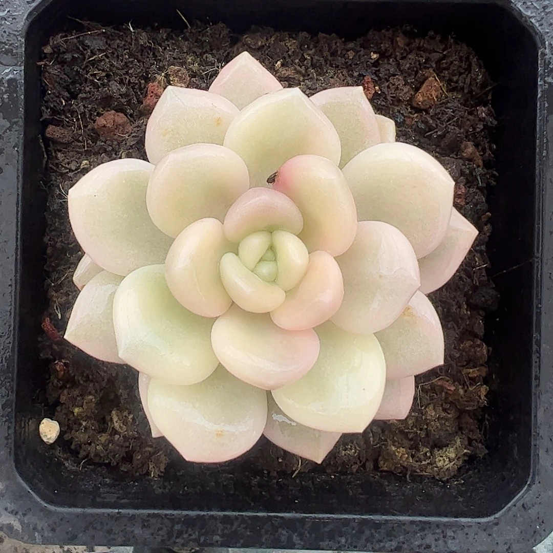 蒻桃锦 婕宝一物一拍