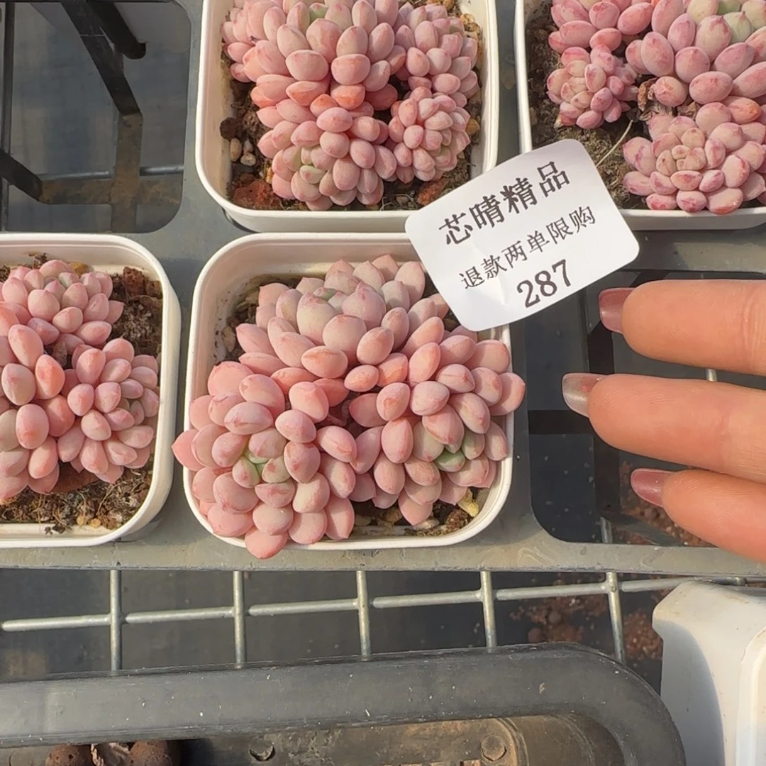 闪购精品多肉287号