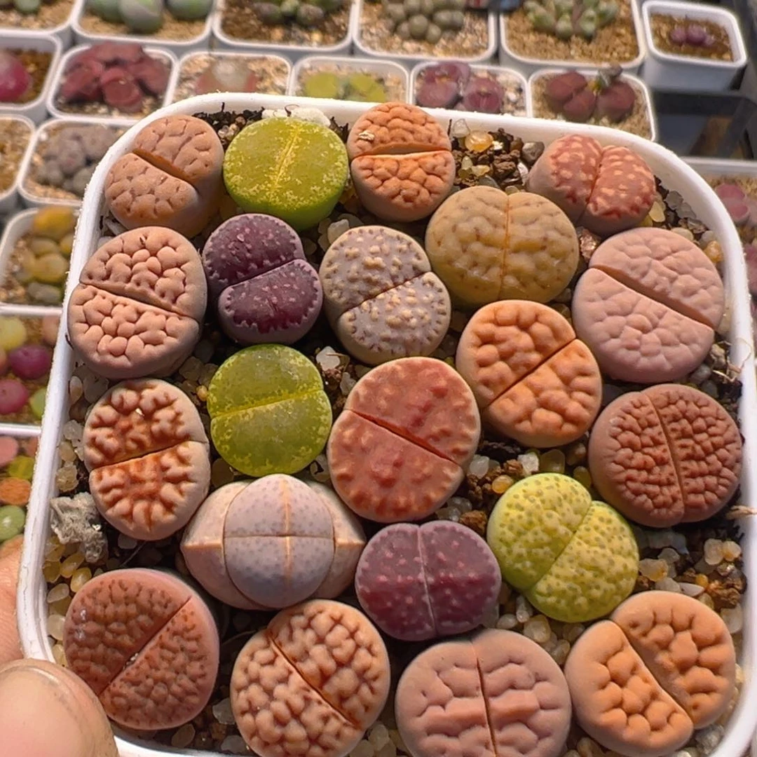 10多肉植物百科知识